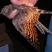 Pennant-winged Nightjar
